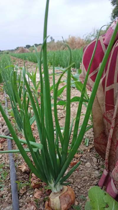 Boron Deficiency - Onion