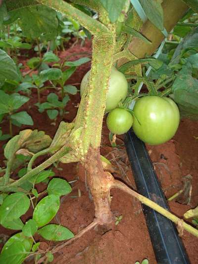 Requeima do Tomateiro - Tomate