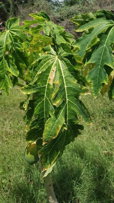 Papaya Mosaic Virus - Papaya