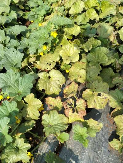 Downy Mildew of Cucurbits - Melon