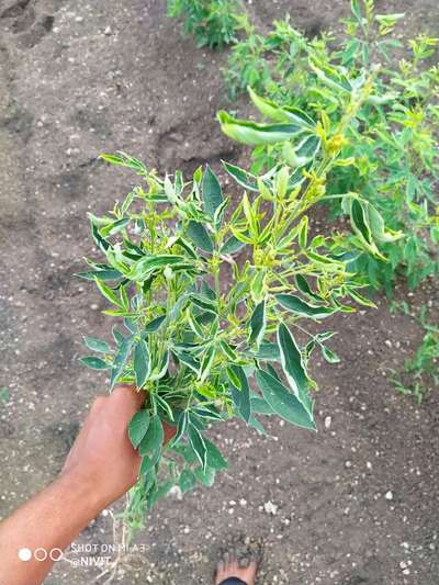 Flea Beetles - Pigeon Pea & Red Gram