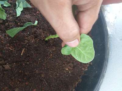 Whiteflies - Brinjal