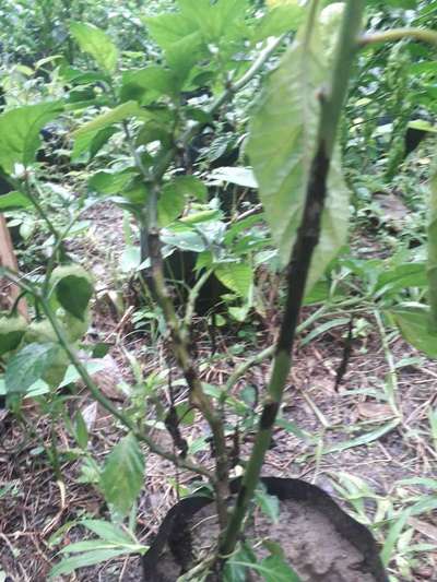 Fusarium Stem Rot - Capsicum & Chilli