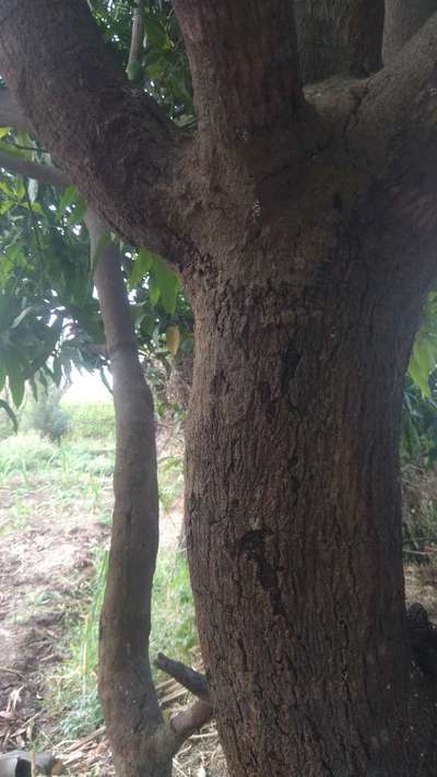 Fruit Tree Bark Beetle - Mango