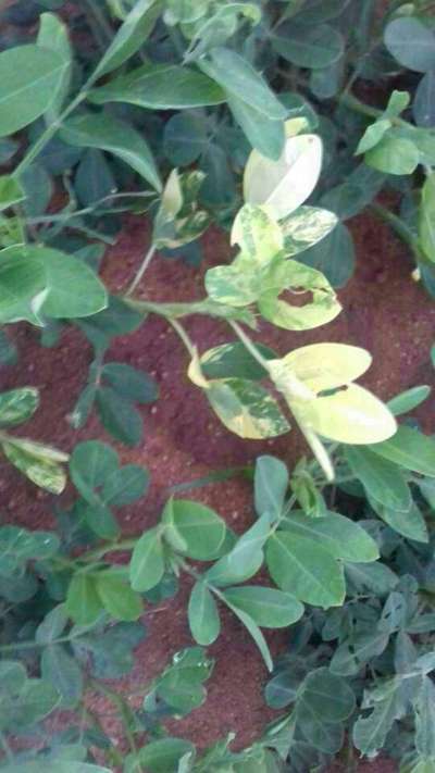 Leaf Variegation - Peanut