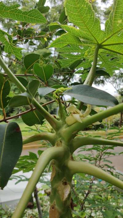 Boron Deficiency - Papaya