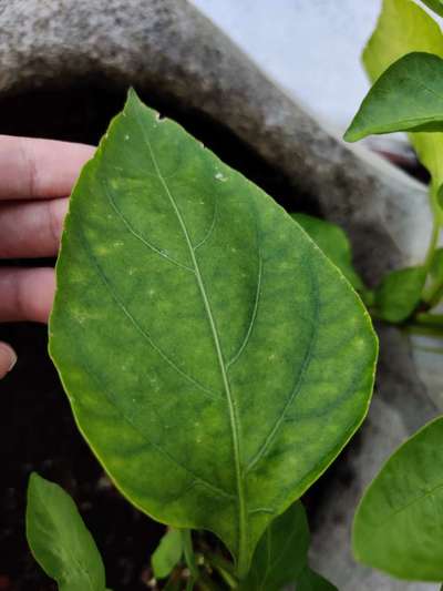 Magnesium Deficiency - Capsicum & Chilli