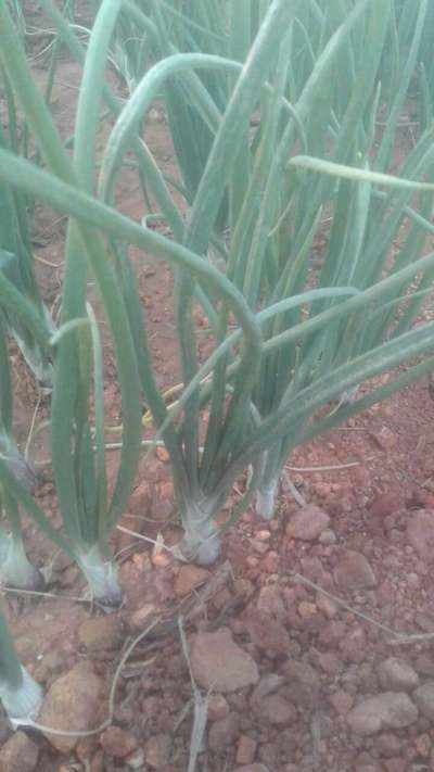 ಥ್ರಿಪ್ಸ್ ನುಸಿ - ಈರುಳ್ಳಿ