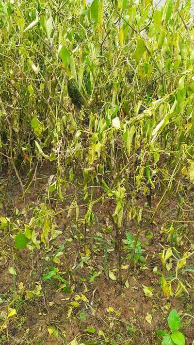 Fusarium Wilt - Capsicum & Chilli