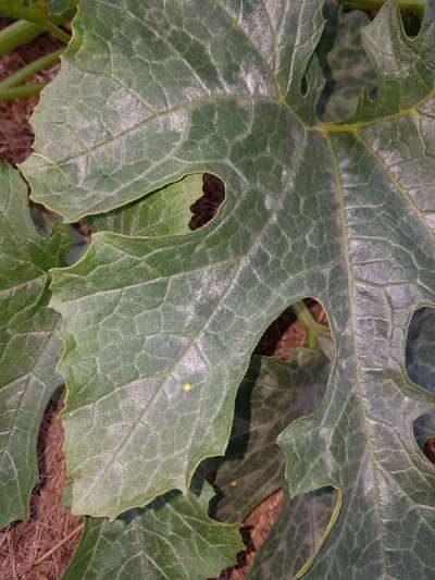 Virus de la Mosaïque du Concombre - Courgettes