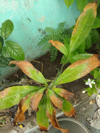 Potassium Deficiency - Mango