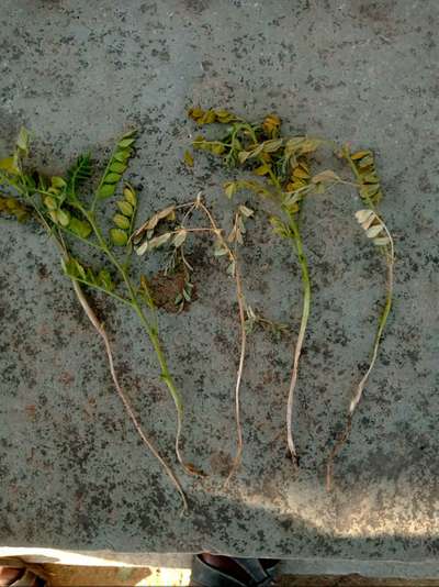 Dry Root Rot of Chickpea - Chickpea & Gram