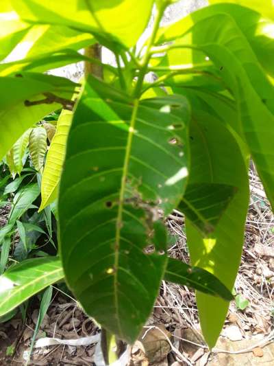 Mango Bud Mite - आम