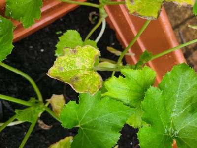 Potassium Deficiency - Zucchini