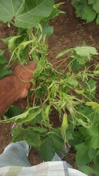 Herbicide Growth Damage - Cotton