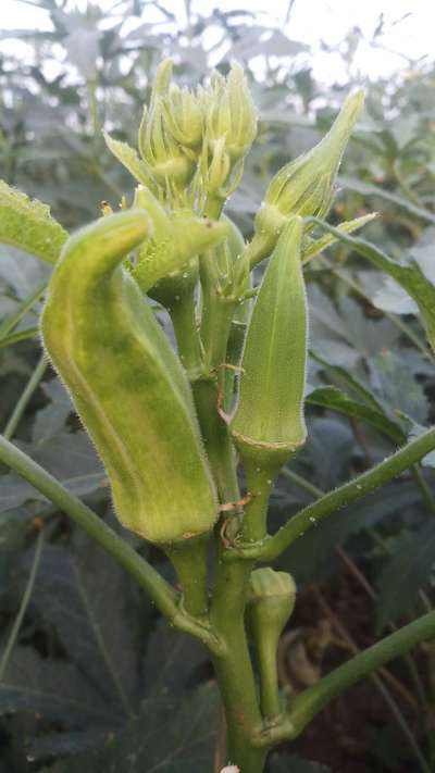 Whiteflies - Okra