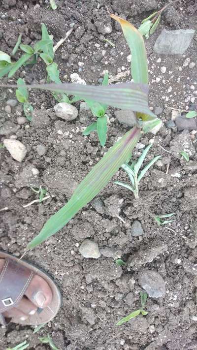 Phosphorus Deficiency - Maize