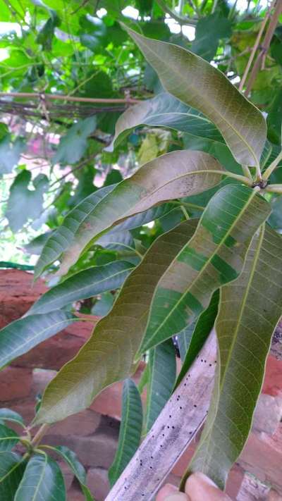 Leaf Variegation - Mango