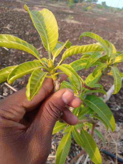 Boron Deficiency - Mango