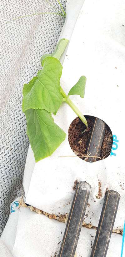 Damping-Off of Seedlings - Cucumber