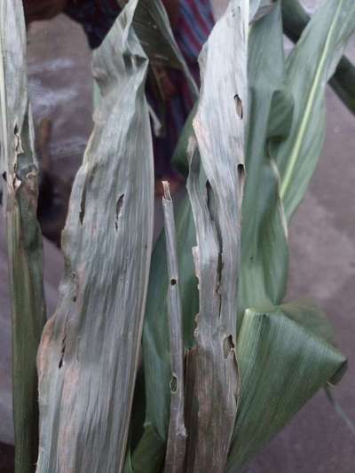 Spotted Stemborer - Maize