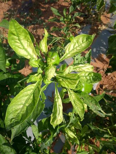 Magnesium Deficiency - Capsicum & Chilli