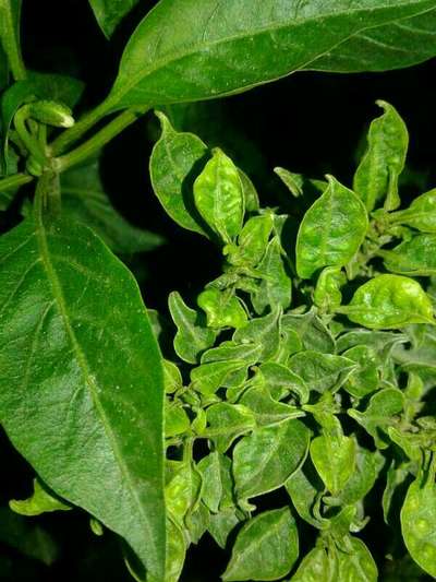 Boron Deficiency - Capsicum & Chilli