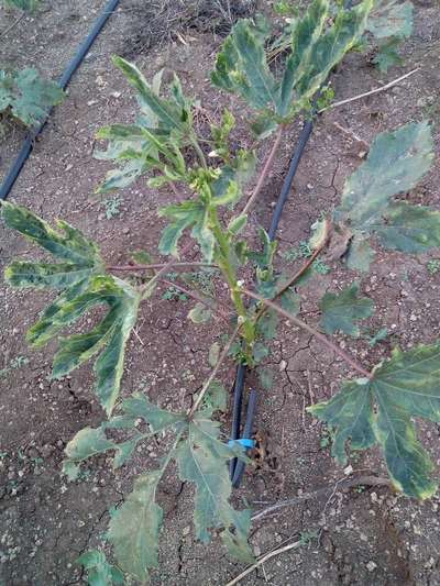 Spider Mites - Okra