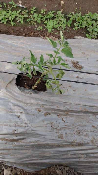 Peste negra del tomate - Tomate