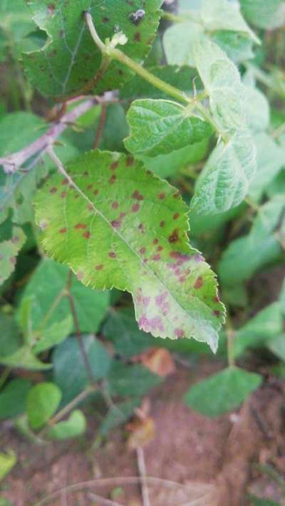 Anthracnose of Apple - Apple