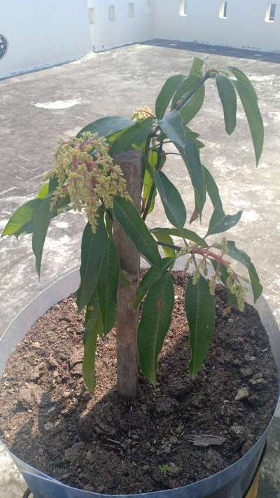 Powdery Mildew of Mango - Mango