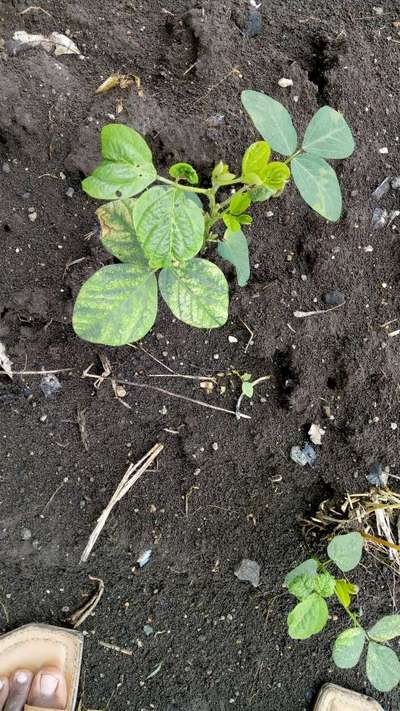 Magnesium Deficiency - Soybean