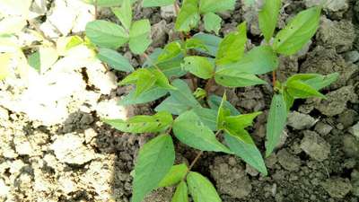 Flea Beetles - Black & Green Gram