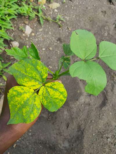 Bean Golden Mosaic Virus - Black & Green Gram