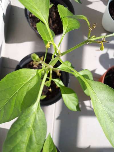 Boron Deficiency - Capsicum & Chilli