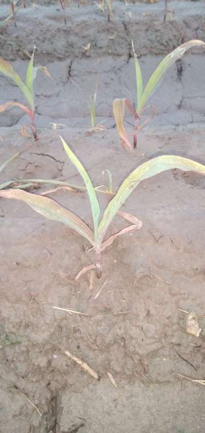 Magnesium Deficiency - Maize