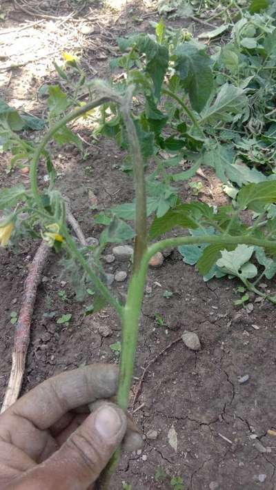 Stem Rot of Tomato - Tomato