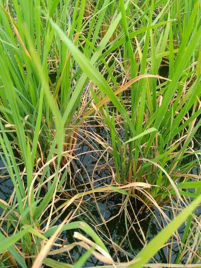 Brown Planthopper - Rice