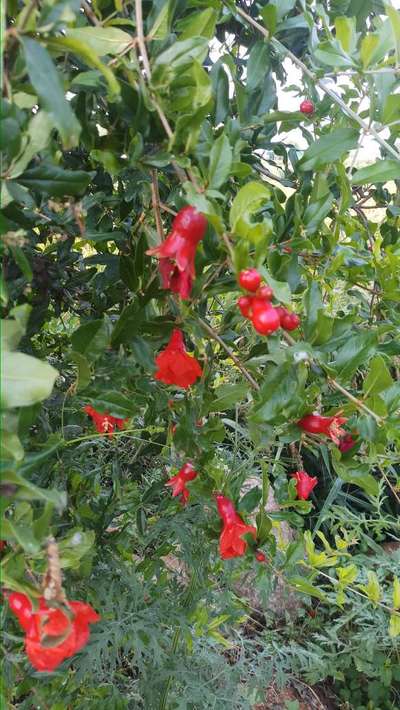 Boron Deficiency - Pomegranate