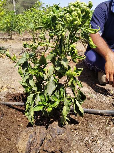 થ્રીપ્સ - કેપ્સિકમ અને મરચાં