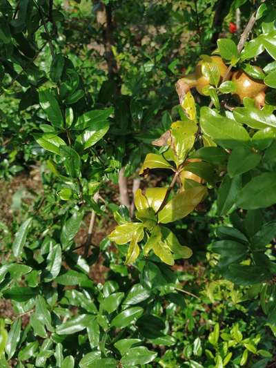 Calcium Deficiency - Pomegranate