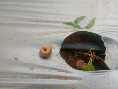 Slugs and Snails - Capsicum & Chilli