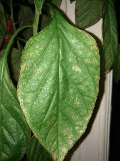 Spider Mites - Capsicum & Chilli