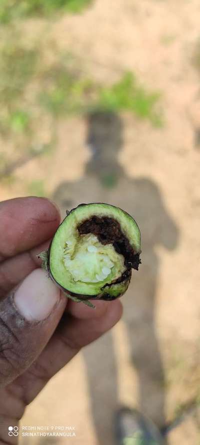 Brinjal Shoot and Fruit Borer - Cotton