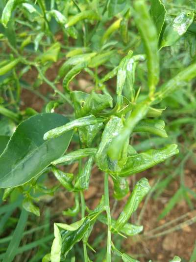 Larva minadora das folhas dos citros - Citros