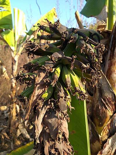 Cigar End Rot - Banana