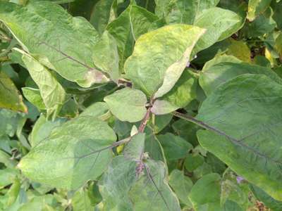 Nitrogen Deficiency - Brinjal