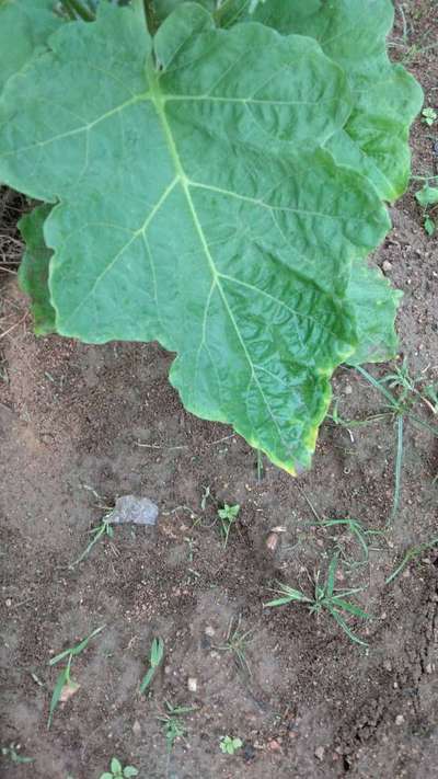 Leafhoppers and Jassids - Brinjal