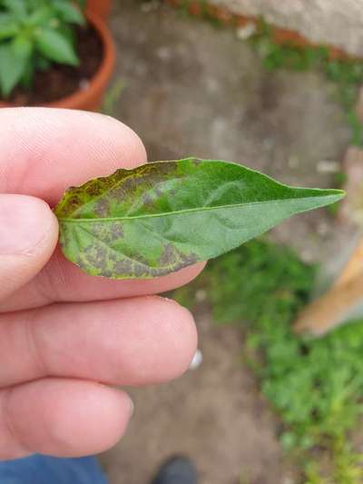 Gray Leaf Spot - Capsicum & Chilli