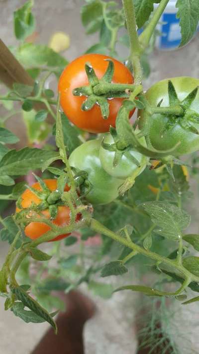 Mealybug - Tomato